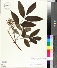 Sambucus racemosa subsp. racemosa image