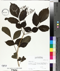 Sambucus nigra image