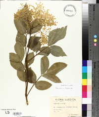 Sambucus nigra image