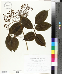 Sambucus nigra image