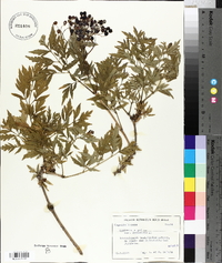 Sambucus nigra image