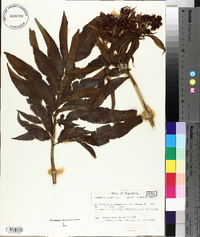 Sambucus ebulus image