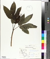Sambucus racemosa var. melanocarpa image