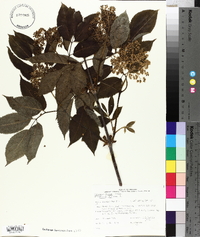 Sambucus racemosa subsp. racemosa image