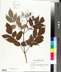 Sambucus racemosa subsp. racemosa image