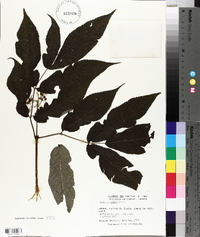 Sambucus racemosa subsp. racemosa image