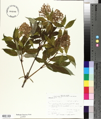 Sambucus racemosa subsp. racemosa image