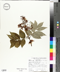 Sambucus sieboldiana image