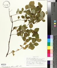 Symphoricarpos albus image