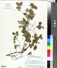 Symphoricarpos albus image