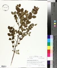 Symphoricarpos orbiculatus image