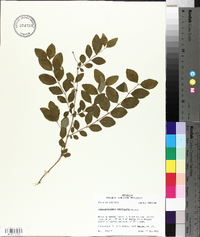 Symphoricarpos orbiculatus image