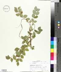 Symphoricarpos orbiculatus image