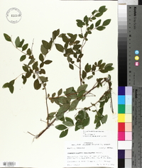 Symphoricarpos orbiculatus image