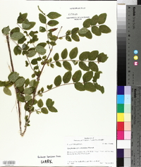 Symphoricarpos orbiculatus image