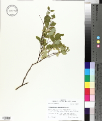 Symphoricarpos orbiculatus image