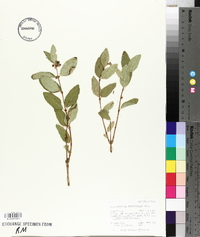 Symphoricarpos occidentalis image