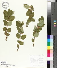 Symphoricarpos occidentalis image