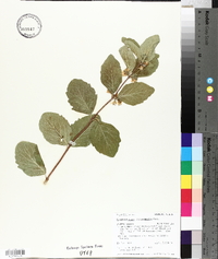 Symphoricarpos occidentalis image