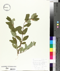 Symphoricarpos occidentalis image