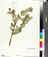 Symphoricarpos occidentalis image