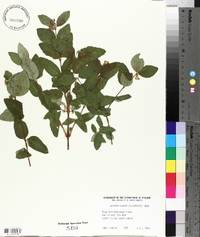 Symphoricarpos occidentalis image