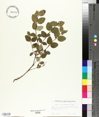 Symphoricarpos occidentalis image