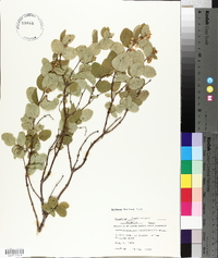 Symphoricarpos occidentalis image