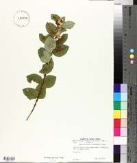 Symphoricarpos occidentalis image