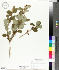 Symphoricarpos occidentalis image