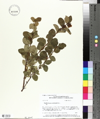 Symphoricarpos occidentalis image