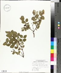 Symphoricarpos occidentalis image