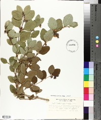 Symphoricarpos occidentalis image