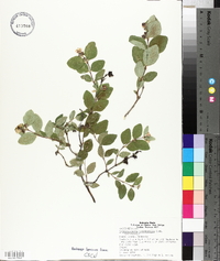 Symphoricarpos occidentalis image