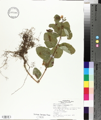 Symphoricarpos occidentalis image