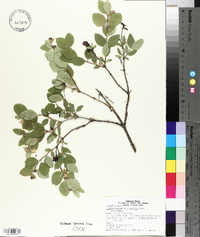 Symphoricarpos occidentalis image