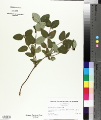 Symphoricarpos occidentalis image