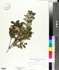 Symphoricarpos occidentalis image