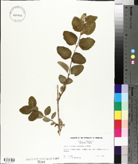 Symphoricarpos occidentalis image