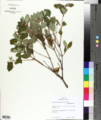 Symphoricarpos occidentalis image