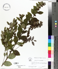 Symphoricarpos orbiculatus image