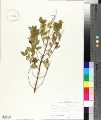 Symphoricarpos orbiculatus image