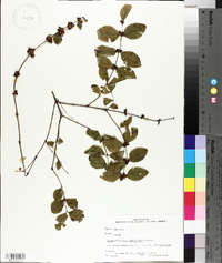 Symphoricarpos orbiculatus image