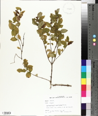 Symphoricarpos orbiculatus image