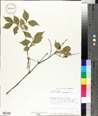 Symphoricarpos orbiculatus image