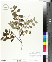 Symphoricarpos orbiculatus image