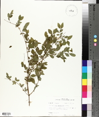 Symphoricarpos orbiculatus image