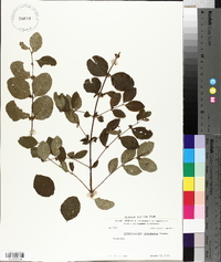 Symphoricarpos orbiculatus image