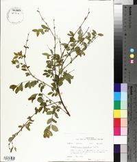 Symphoricarpos orbiculatus image