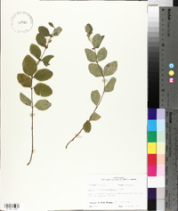 Symphoricarpos orbiculatus image